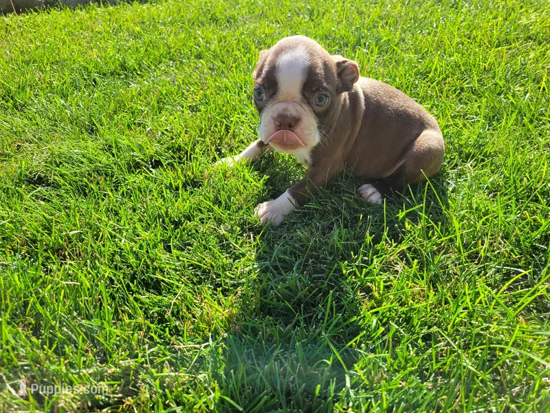 John  – Boston Terrier puppy for sale in Inkster, MI