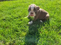 John , a male Boston Terrier for sale in Inkster, MI – 1 of 5