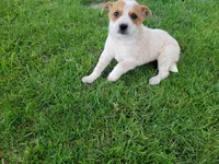 Daisy , a female Australian Cattle Dog for sale in Inkster, MI – 4 of 4