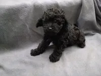 Max, a male Poodle - Toy  for sale in Inkster, MI – 4 of 4
