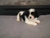 Jackie, a female Havanese and Shih Tzu for sale in Inkster, MI – 3 of 6