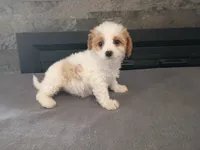 Stacy, a female Cavapoo for sale in Inkster, MI – 4 of 5