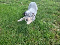 Jack , a male Australian Cattle Dog for sale in Inkster, MI – 4 of 5