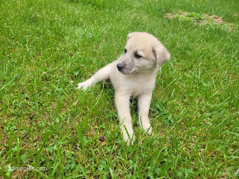 Max – Australian Shepherd, German Shepherd Dog puppy for sale in Inkster, MI