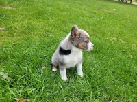 Ram, a male Australian Shepherd and Border Collie for sale in Inkster, MI – 3 of 5