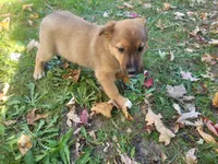 Kim , a female Australian Shepherd and German Shepherd Dog for sale in Inkster, MI – 6 of 6