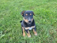 Jack , a male Australian Shepherd and German Shepherd Dog for sale in Inkster, MI – 4 of 5