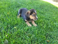 Ash , a male Australian Shepherd and German Shepherd Dog for sale in Inkster, MI – 3 of 4