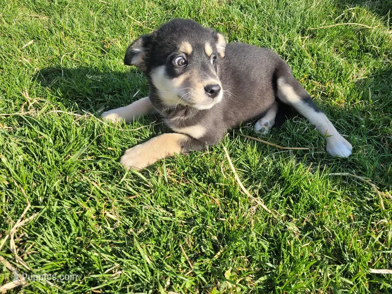 Daisy  – Border Collie, German Shepherd Dog puppy for sale in Inkster, MI
