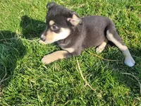 Daisy , a female Border Collie and German Shepherd Dog for sale in Inkster, MI – Photo 2 of 4