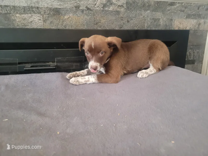 Linda  – German Shepherd Dog, Labrador Retriever puppy for sale in Inkster, MI