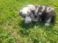 Kim, a female Australian Shepherd and German Shepherd Dog for sale in Inkster, MI – 2 of 5