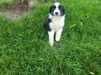 Lady, a female Border Collie for sale in Inkster, MI – 2 of 4