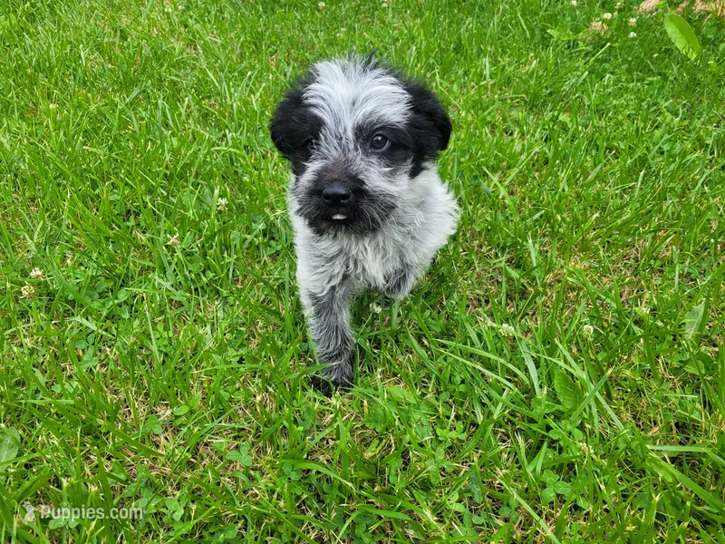 Jack  – Australian Cattle Dog, Poodle - Miniature  puppy for sale in Inkster, MI