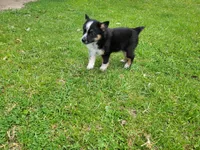 Ash, a male Australian Shepherd and Border Collie for sale in Inkster, MI – 1 of 4
