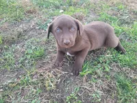Lulu , a female Australian Shepherd and Labrador Retriever for sale in Inkster, MI – 3 of 4