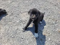 Daisy , a female Australian Shepherd and Labrador Retriever for sale in Inkster, MI – 4 of 5