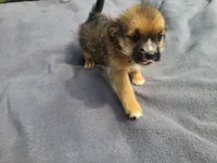 Sugar, a male Morkie for sale in Inkster, MI – 3 of 4