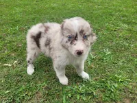 Kim , a female Australian Shepherd for sale in Inkster, MI – 4 of 8