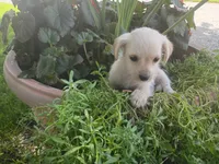 Ram, a male Chihuahua and Poodle - Toy  for sale in Inkster, MI – 5 of 6