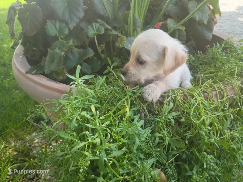 Ram – Chihuahua, Poodle - Toy  puppy for sale in Inkster, MI