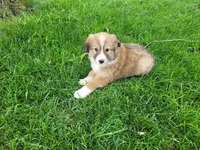 Daisy , a female Border Collie for sale in Inkster, MI – 3 of 4