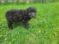 Max , a male Australian Shepherd and Border Collie for sale in Inkster, MI – 4 of 4