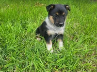 Duke, a male Australian Shepherd and German Shepherd Dog for sale in Inkster, MI – 4 of 4