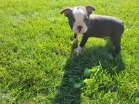Max , a male Boston Terrier for sale in Inkster, MI – 4 of 4
