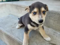 Jackie, a female German Shepherd Dog and Siberian Husky for sale in Inkster, MI – 1 of 5