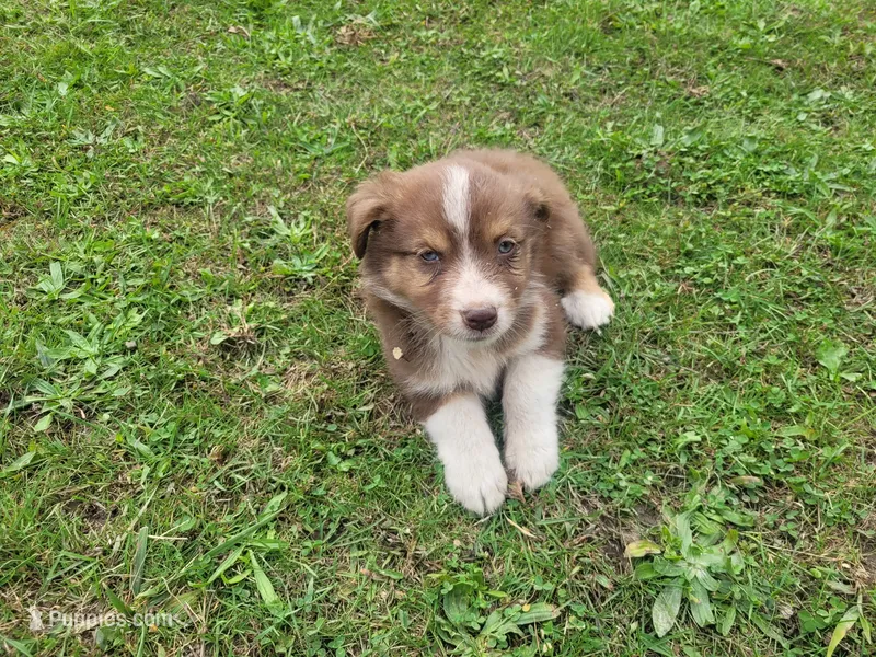 Jackie – Australian Shepherd puppy for sale in Inkster, MI