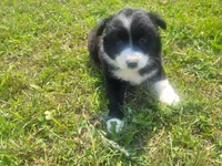 Daisy , a female Australian Shepherd and German Shepherd Dog for sale in Inkster, MI – 4 of 4