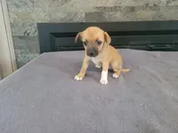 Lady, a female Jack Russell Terrier for sale in Inkster, MI – 4 of 4