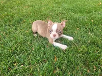 Lady, a female Boston Terrier for sale in Inkster, MI – 5 of 6