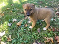 Kim , a female Australian Shepherd and German Shepherd Dog for sale in Inkster, MI – 2 of 6