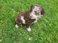 Lady, a female Australian Shepherd and Border Collie for sale in Inkster, MI – 3 of 4