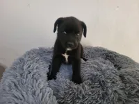 Jackie, a female Australian Shepherd and Labrador Retriever for sale in Inkster, MI – 4 of 6