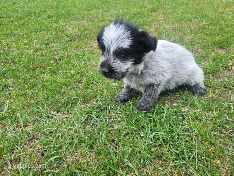 Jack  – Australian Cattle Dog, Poodle - Miniature  puppy for sale in Inkster, MI