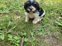 Ash , a male Cavalier King Charles Spaniel and Shih Tzu for sale in Inkster, MI – 2 of 6