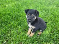 Kim, a female German Shepherd Dog and Labrador Retriever for sale in Inkster, MI – 1 of 4