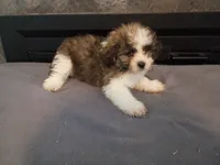Oliver, a male Havanese and Shih Tzu for sale in Inkster, MI – 4 of 6
