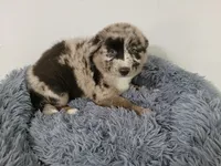 Ash, a male Australian Shepherd and German Shepherd Dog for sale in Inkster, MI – 4 of 6