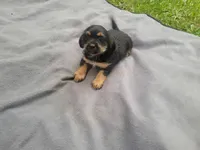 Angie, a female Morkie for sale in Inkster, MI – 2 of 5