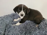 Linda , a female Australian Shepherd and German Shepherd Dog for sale in Inkster, MI – 3 of 4