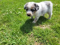 John , a male Australian Shepherd and German Shepherd Dog for sale in Inkster, MI – 2 of 4