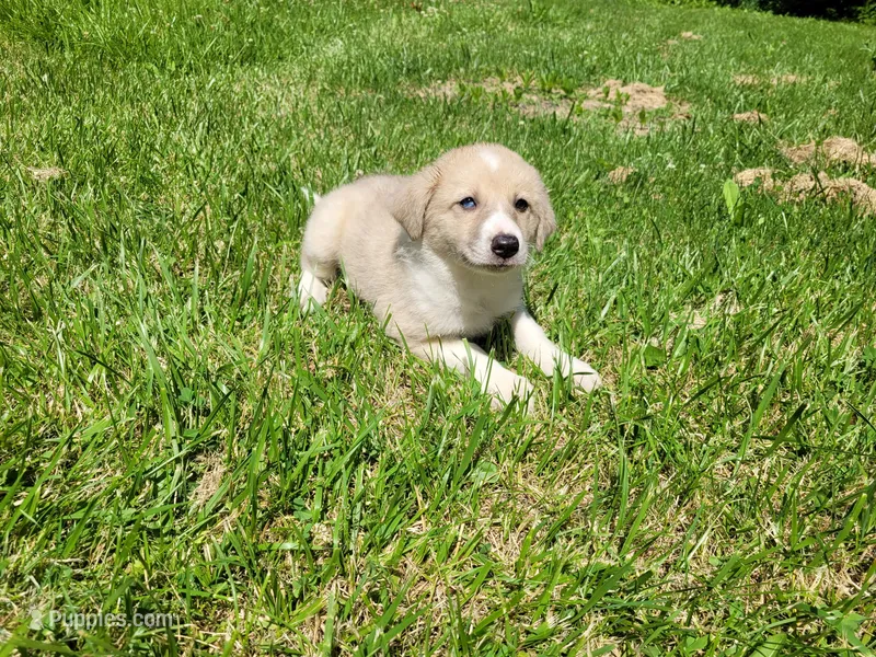 Lulu  – Australian Shepherd, German Shepherd Dog puppy for sale in Inkster, MI