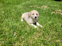 Lulu , a female Australian Shepherd and German Shepherd Dog for sale in Inkster, MI – 1 of 4