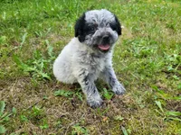 Ram, a male Australian Cattle Dog and Poodle - Miniature  for sale in Inkster, MI – 4 of 6