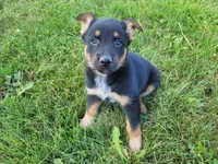 Max , a male Australian Shepherd and German Shepherd Dog for sale in Inkster, MI – 2 of 4