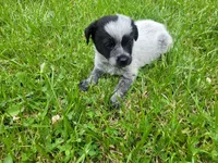 John , a male Australian Cattle Dog and Poodle - Miniature  for sale in Inkster, MI – 3 of 4